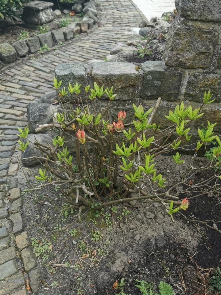 Rhododendron, Ophalen, Overige soorten, Halfschaduw