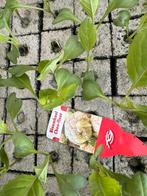 Kool plantjes, Tuin en Terras, Ophalen, Volle zon, Groenteplanten, Eenjarig