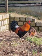 Broedeieren Araucana x Marans, Kip
