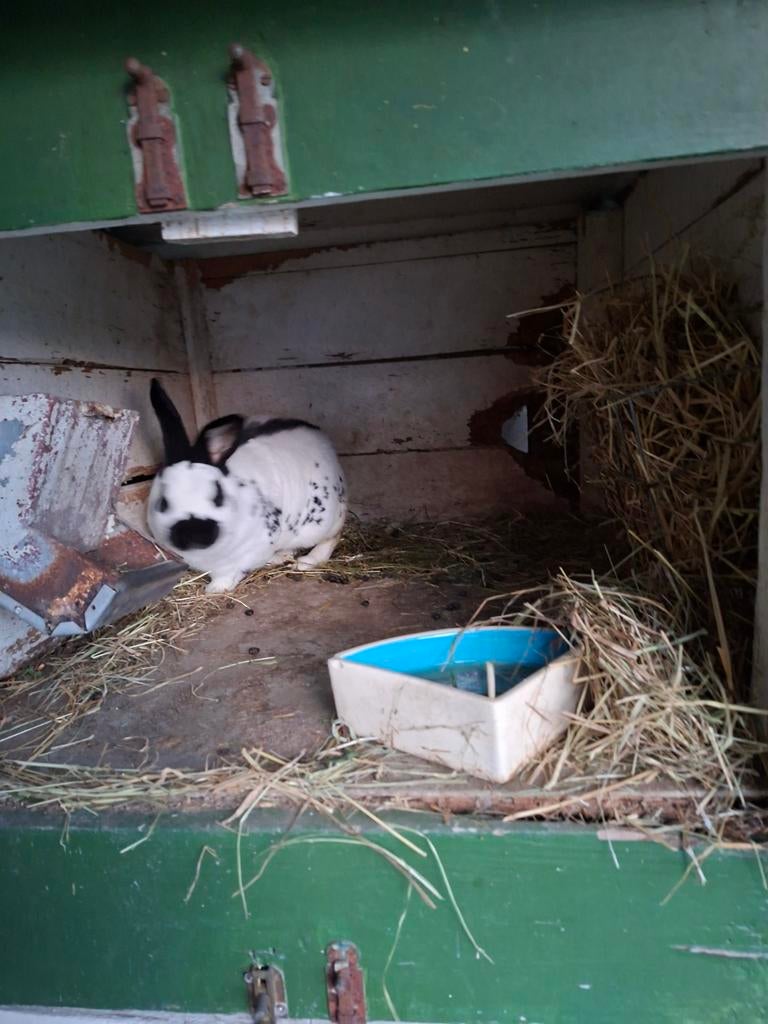 Mooie Papillon-konijnen, Mannelijk, Middelgroot, 0 tot 2 jaar