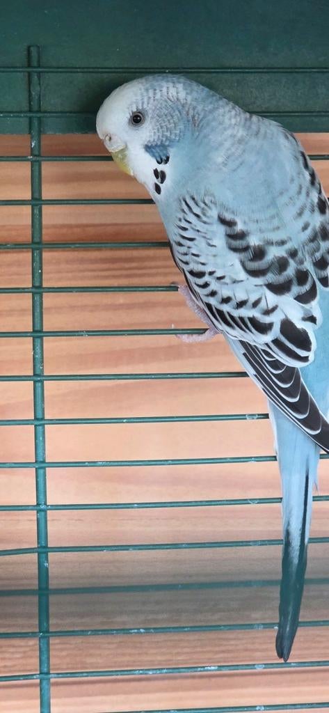 Mooi parkietje pop, Vrouwelijk, Parkiet