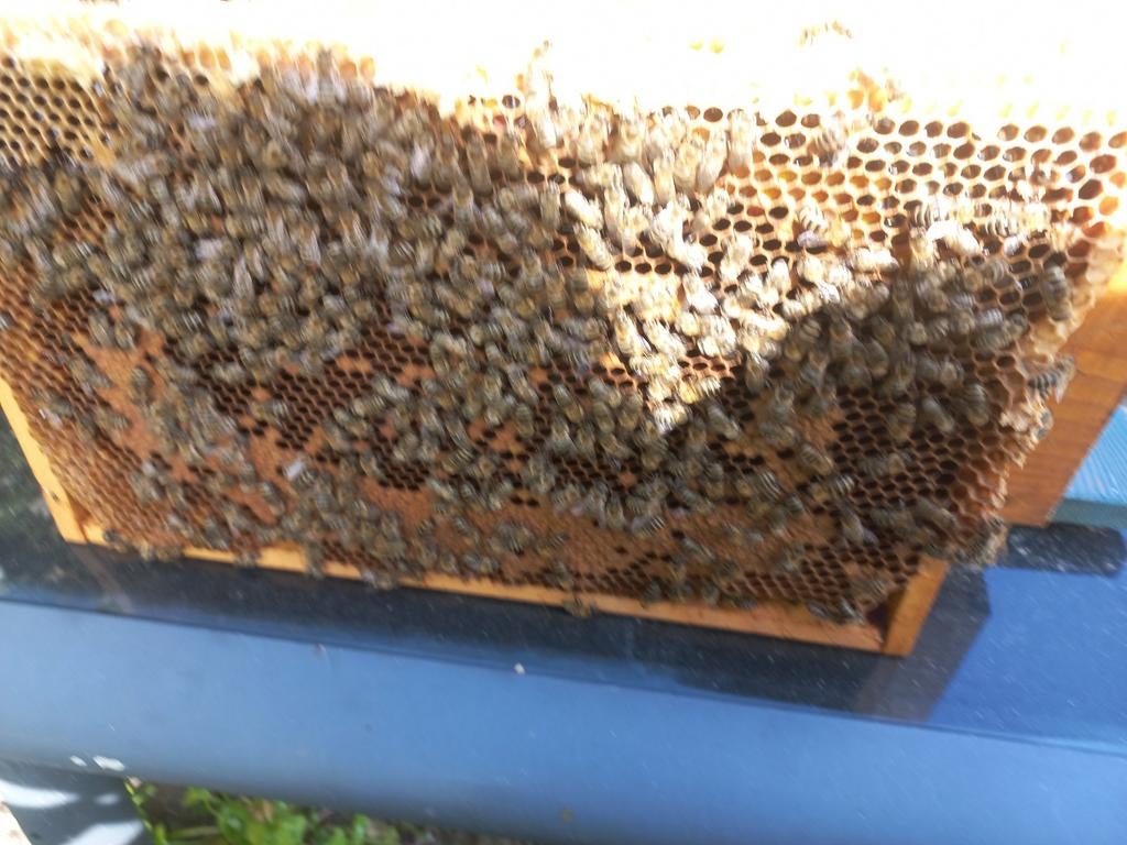 Te koop zachtaardig buckfast bijenvolk., Dieren en Toebehoren, Bijen