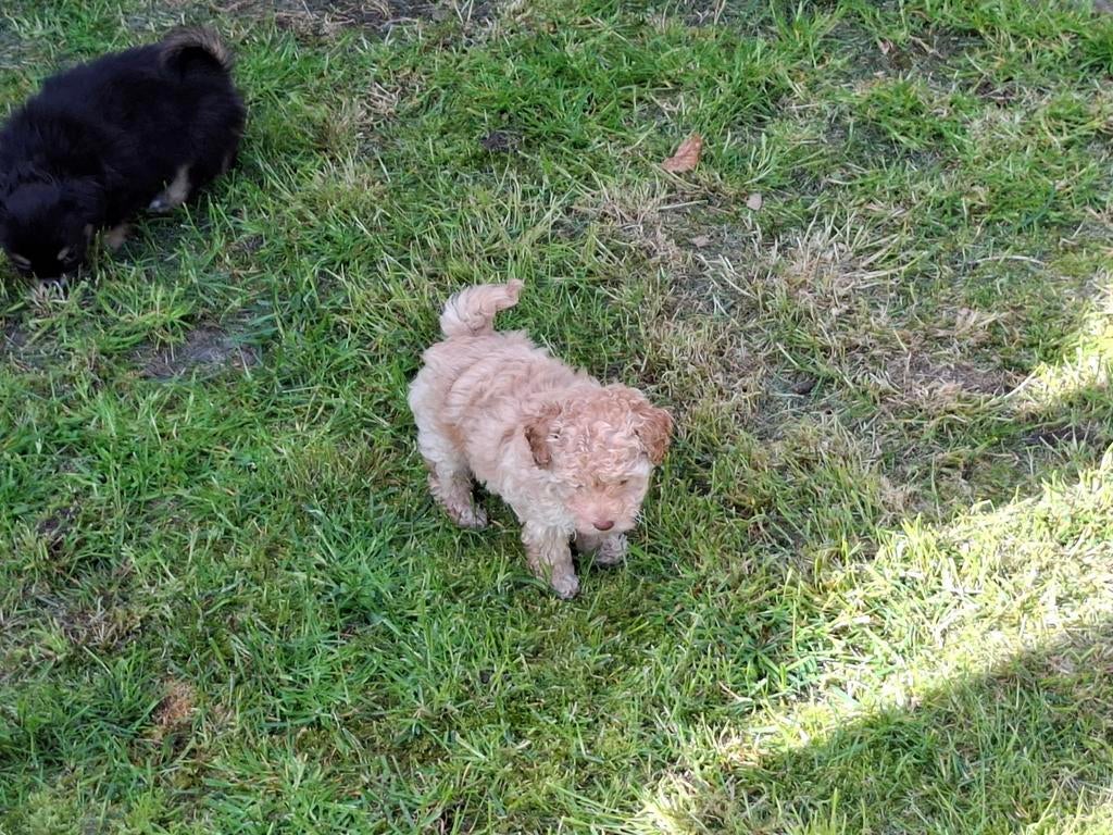 Super klein toypoedel reutje, Poedel, Reu, Meerdere, Nederland