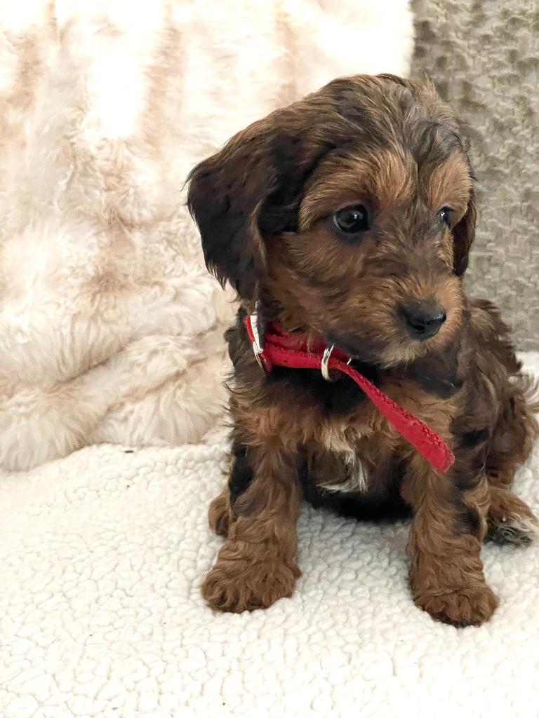 maltipoo  boomer /poedel papa stamboom, Poedel, Parvo, 8 tot 15 weken, Teef