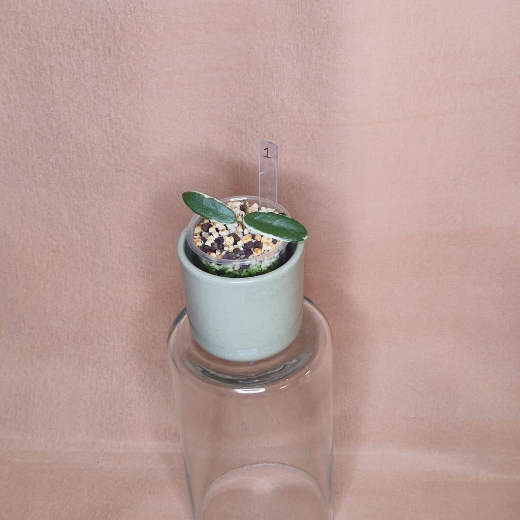 Hoya Lyi Prism Pink Flower 1, Overige soorten, Minder dan 100 cm, Bloeiende kamerplant, Halfschaduw