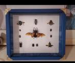 Taxidermie kevers, Verzamelen, Ophalen of Verzenden, Gebruikt, Paard, Opgezet dier