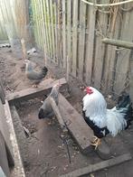 Broedeieren van het zeldzame ras  Twentse hoen, Dieren en Toebehoren, Geslacht onbekend, Kip