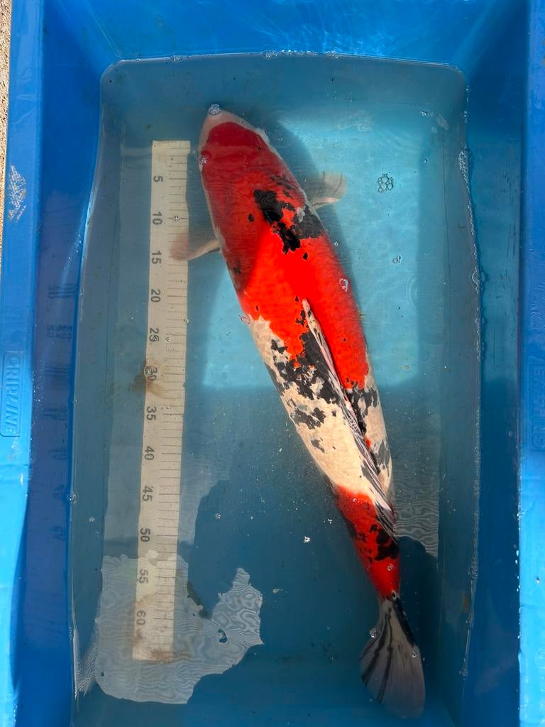 +- 11 koi karpers te koop!, Dieren en Toebehoren, Vissen | Vijvervissen, Karper of Koi