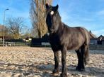 Stoere zwarte tinker/fries, Dieren en Toebehoren, Paarden, Minder dan 160 cm, Ruin, Zadelmak, Recreatiepaard