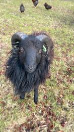 Ouessant ram stamboek, Mannelijk, Schaap