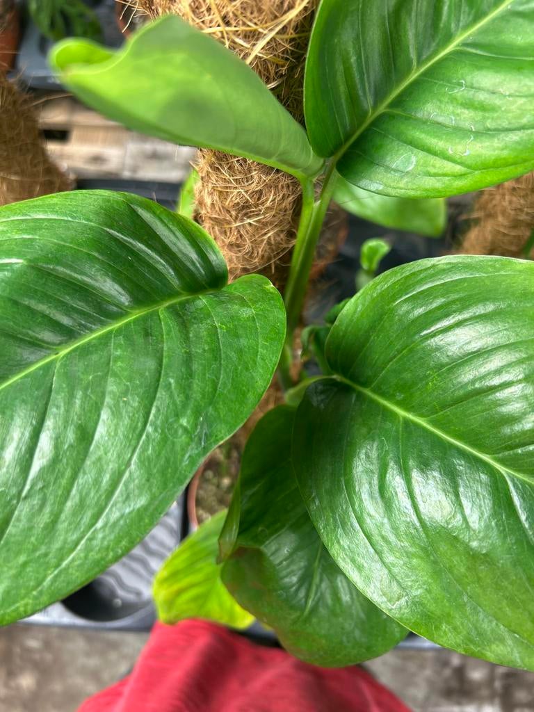 Monstera egregia met mosstok - 60cm, Ophalen of Verzenden
