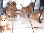 Nova scotia duck tolling retriever pups, Nederland, Labrador retriever, Meerdere, Meerdere dieren