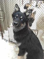 Teef Bluey asielhond adoptiehond, Particulier, 15 weken tot 1 jaar, Overige rassen, Buitenland