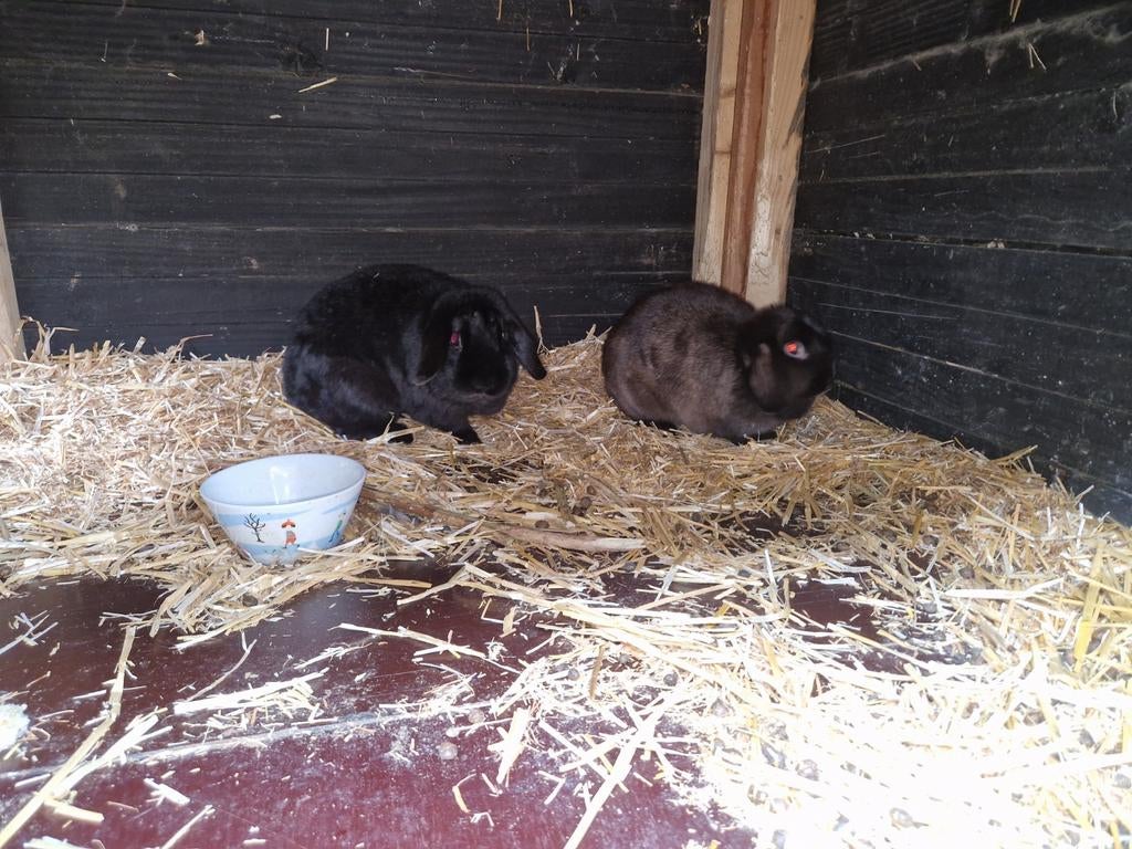 Twee mooie  konijnen, Dieren en Toebehoren, Konijnen, Meerdere dieren