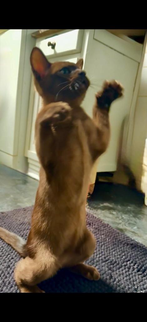 Europese Burmese, Dieren en Toebehoren, Kater, Gechipt, 0 tot 2 jaar