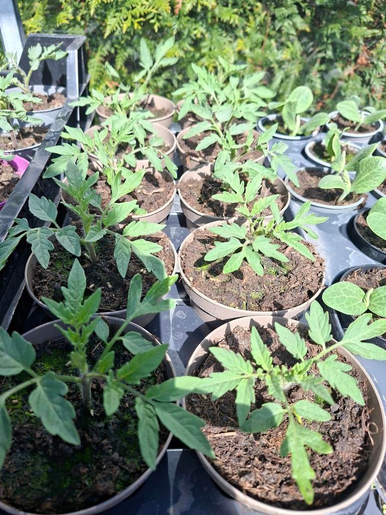 Tomatenplanten courgette komkommer pompoen augurk zinnia, Tuin en Terras, Planten | Tuinplanten, Ophalen, Eenjarig, Groenteplanten