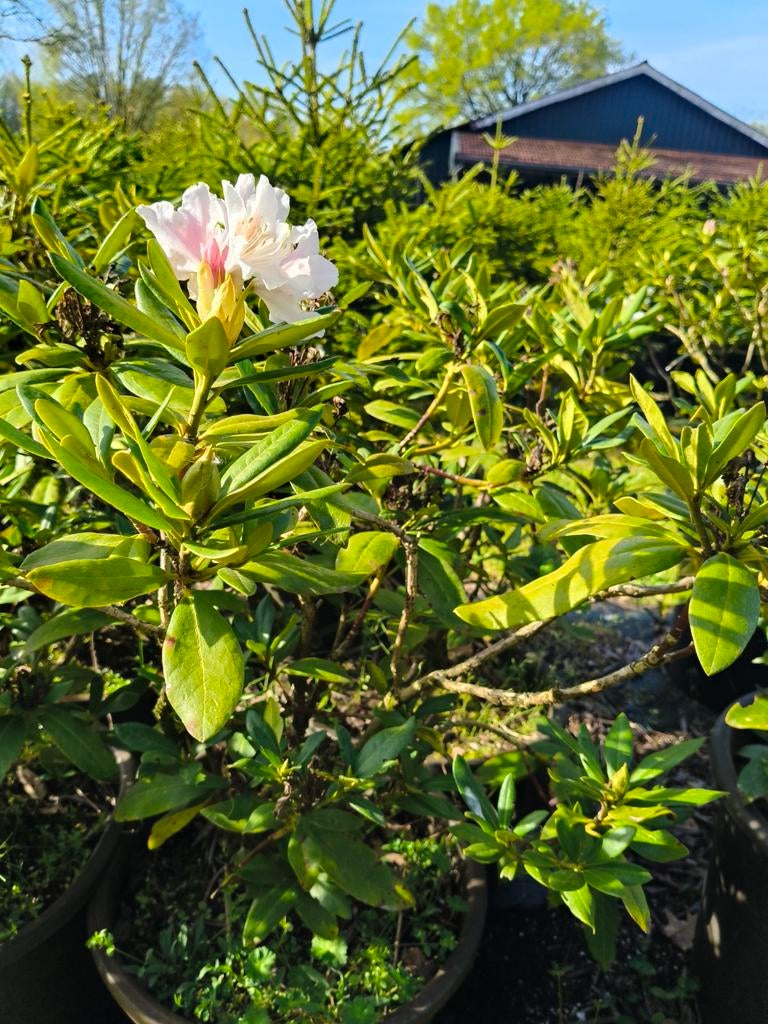 Te koop Rhododendrons, Ophalen, Buxus, Minder dan 100 cm