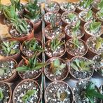 Verschillende stekjes. Zie foto,s., Ophalen, Halfschaduw, Minder dan 100 cm