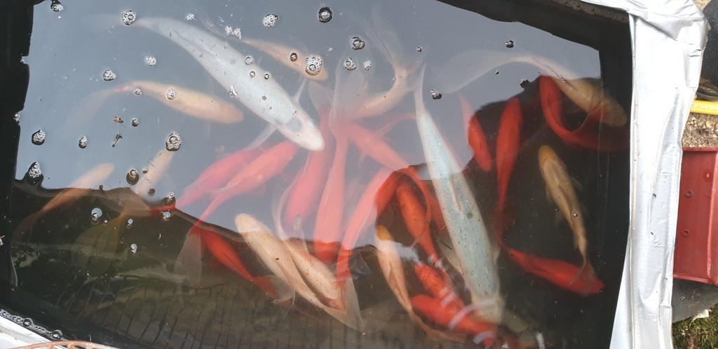 GOUDVISSEN, Dieren en Toebehoren