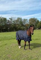 Mooie 15 jarige bruine ruin, Dieren en Toebehoren, Ruin, Niet van toepassing, Dressuurpaard, 170 tot 175 cm