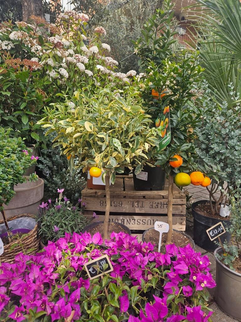 Eucalyptus boom 190cm hoog, Tuin en Terras, Planten | Bomen, Volle zon, Ophalen of Verzenden, 100 tot 250 cm, Zomer