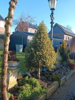 Bonte hulst op stam, Ophalen, Overige soorten, Halfschaduw