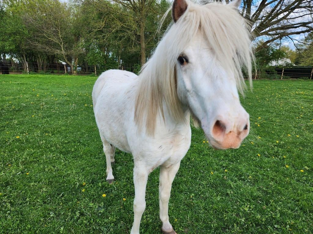 Lieve welsh A pony, 4 jr, Dieren en Toebehoren, Pony's, Merrie, 3 tot 6 jaar