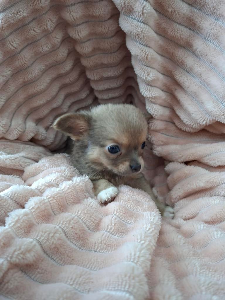Chihuahua pups langharig, Dieren en Toebehoren, Parvo, 8 tot 15 weken, Meerdere, Meerdere dieren