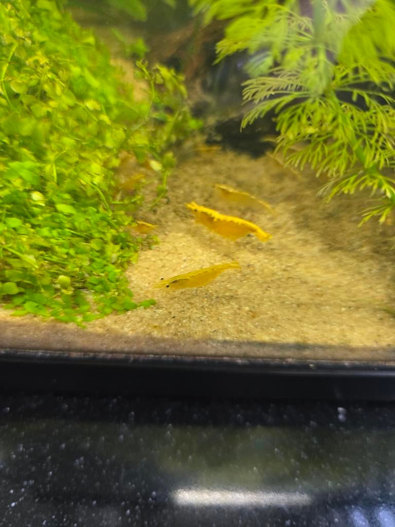 Gele garnaaltjes, Dieren en Toebehoren, Vissen | Aquariumvissen, Kreeft, Krab of Garnaal