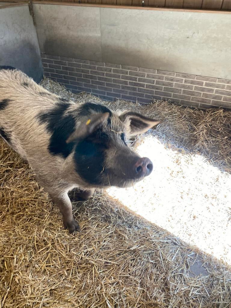Bonte Bentheimer beer gecastreerd, Dieren en Toebehoren, Schapen, Geiten en Varkens, Mannelijk, Varken