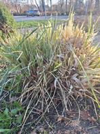 Pampusgras, gratis af te halen, Ophalen, Overige soorten, Volle zon