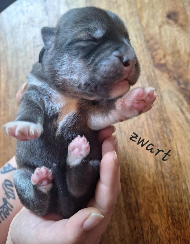 Unike Labrakita pups te koop (labrador x Akita), Dieren en Toebehoren, Honden | Retrievers, Spaniëls en Waterhonden, Parvo, 8 tot 15 weken