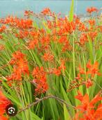 10 Montbretia bollen, kleur oranje, Ophalen of Verzenden, Overige soorten