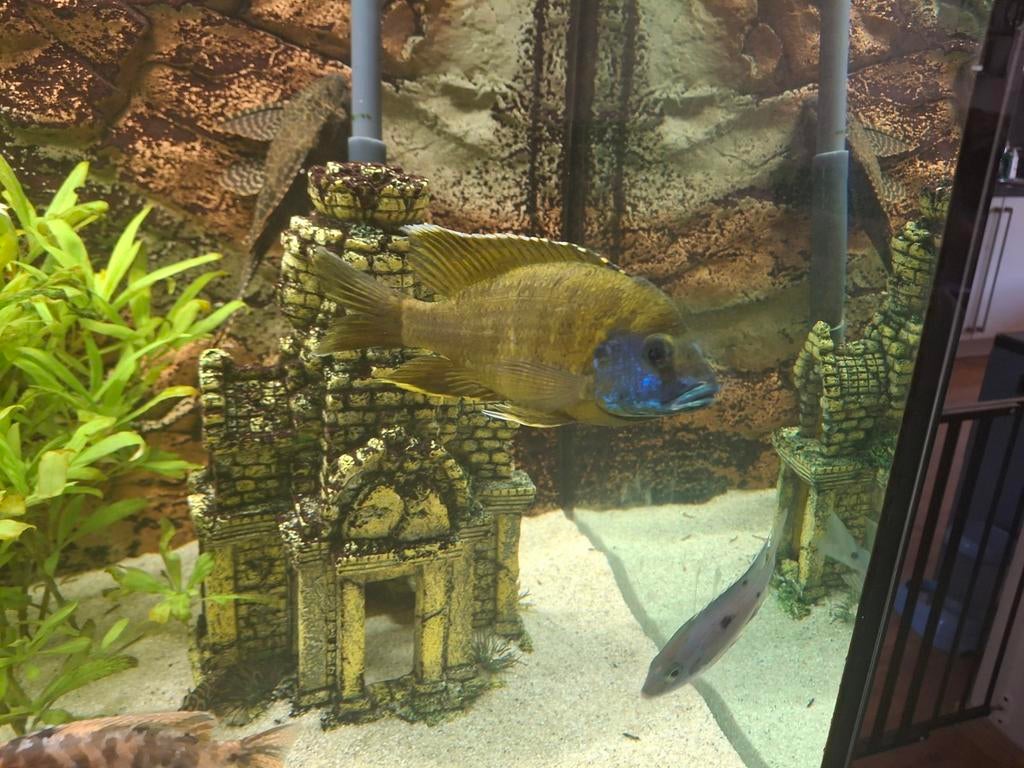 Malawi cichliden, Dieren en Toebehoren, Vissen | Aquariumvissen, Vis