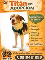 Titan, adoptie, 6 jaar of ouder, Particulier, Reu, Buitenland