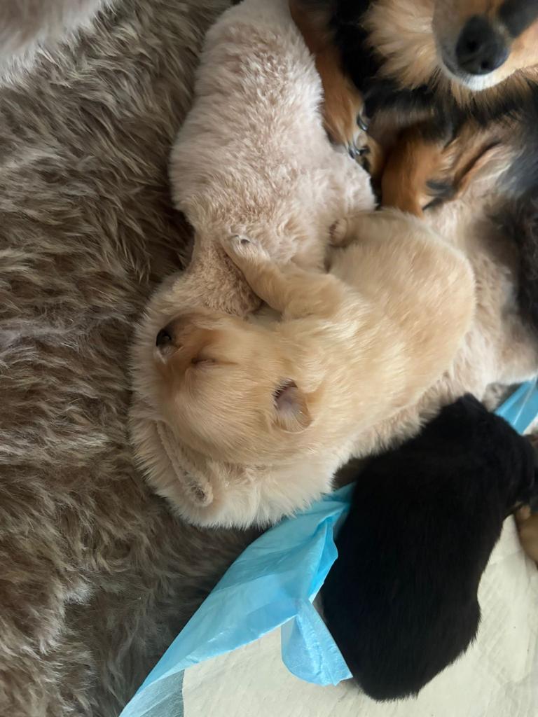 De allerliefste puppys, Meerdere, Meerdere dieren, Chihuahua, Nederland