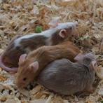 Muizen te koop, Dieren en Toebehoren, Januari, Meerdere dieren