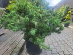 Pinus parviflora.negishi maat 100/115 extra, Tuin en Terras, Planten | Bomen, Bloeit niet, Overige soorten, 100 tot 250 cm, Ophalen