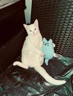 Kater, Dieren en Toebehoren, Katten en Kittens | Overige Katten, Kater, Kortharig, 0 tot 2 jaar