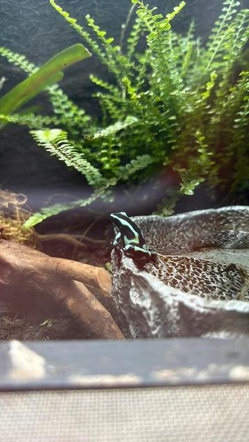 Dendrobates Auratus Costa Rica beschikbaar voor biedingen