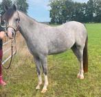 Brave, mooie pony (ruin) met gouden hart, Dieren en Toebehoren, Pony's, Gechipt, Ruin, 0 tot 2 jaar, C pony (1.27m tot 1.37m)
