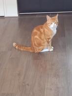 Vermist in Gorinchem (Lingewijk)