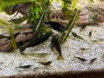 Groen neocaridina garnaaltjes, Dieren en Toebehoren, Vissen | Aquariumvissen, Kreeft, Krab of Garnaal, Zoetwatervis, Schoolvis
