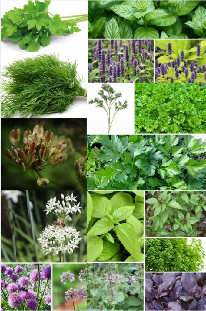 Diverse soorten kruiden zaden, Tuin en Terras, Bloembollen en Zaden, Zaad, Verzenden