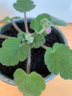 Erodium pelargoniflorum (reigersbek) in zinken potje, Tuin en Terras, Vaste plant, Halfschaduw, Winter, Ophalen