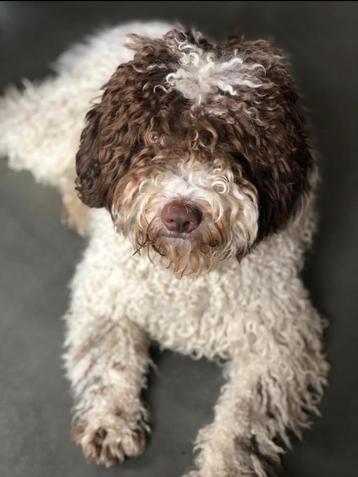 Dekreu Spaanse waterhond beschikbaar voor biedingen