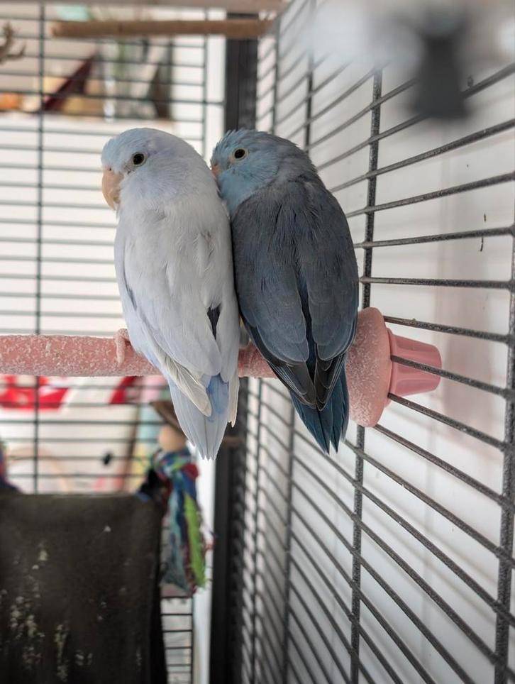 Koppeltje forpussen met kooi montana maidera single, Dieren en Toebehoren, Vogels | Parkieten en Papegaaien, Parkiet, Meerdere dieren