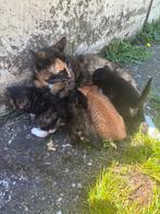 Boerderij kittens te koop, Dieren en Toebehoren