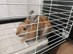 konijn te koop, Dieren en Toebehoren, Konijnen, Vrouwelijk, Middelgroot, 0 tot 2 jaar