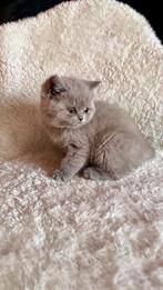 Britse korthaar kittens, Dieren en Toebehoren, Katten en Kittens | Raskatten | Korthaar, Meerdere dieren, Ontwormd, 0 tot 2 jaar